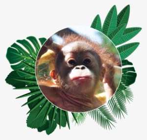 Popi The Orangutan Aware Environmental Adventure Of - Orangutan