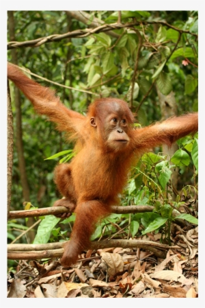 This Young Sumatran Orangutan Lives In Indonesia's - Orangutan Baby In The Wild