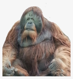 Orangutan Sticker - Orangutan