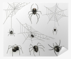 Spider-opedia Name That Spider [book]