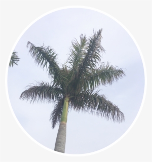 Png Pngstickers Palmeiras Palmtrees Freetoedit - Sociedade Esportiva Palmeiras