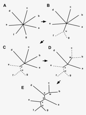 Neighbor-joining 7 Taxa Start To Finish - Triangle