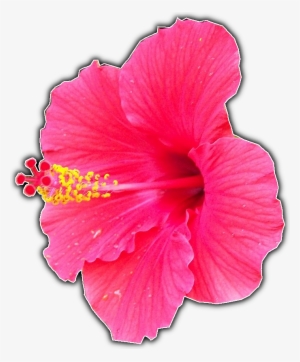 Script-fu > Bw Border V2 - Hawaiian Hibiscus