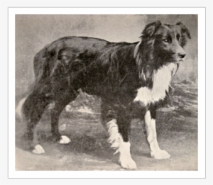 Old Hemp, The First Border Collie - First Border Collie