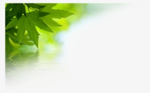 44 Pm 248959 Drnuke Overlay Topcorner 02 9/30/2016 - Green Leaves