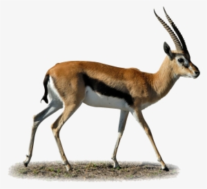 Gazelle Clipart Springbok - Gazelle Png