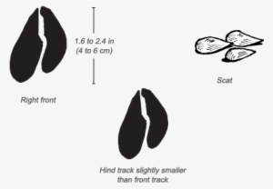 Impala Tracks - Dik Dik Hoof