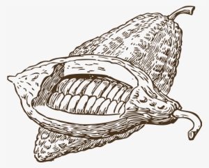 Yhulife Cocoa Beans Illustration - Cocoa Bean