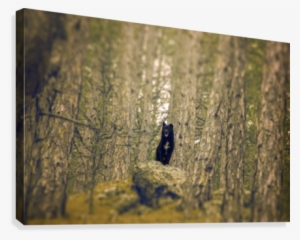 King Of The Hill Canvas Print - American Toad