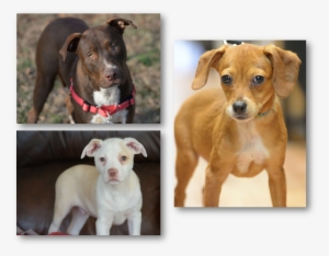 January 13, Adoption Fair - Companion Dog