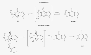 Imp Dehydrogenase Mechanism - Imp Dehydrogenase