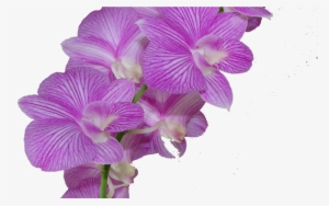 New 138 Purple Flower Crown Png - Flor Morado Png