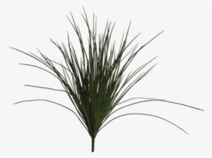 Product Images - Abigail Ahern Wild Grass Plant