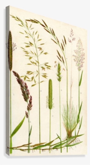 Yellow Oat Grass - Wild Grasses