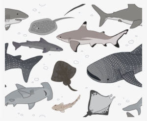 Now With Even More Sharks And Some Of Their Closer - Background Fish