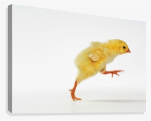 Baby Chicken - Dinosaur