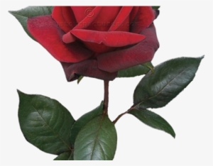 Red Flower Clipart Long Stem Rose - Single Red Rose Bud