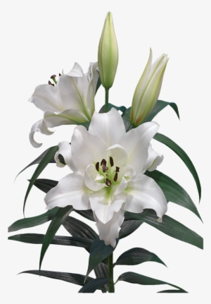 Lily