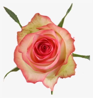 Available Stem Size - Garden Roses