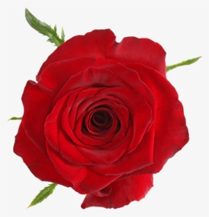 Available Stem Size - Red Items