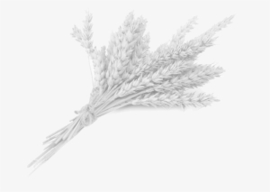 Footer Ccards 27 Jun 2017 - Wheat