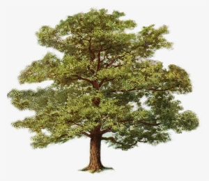 Oak Tree 0 - Oak Tree Clipart