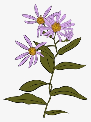 This Free Icons Png Design Of Aster Conspicuus