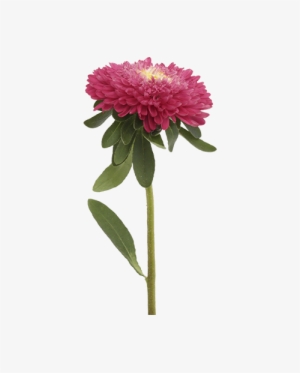 Aster Png File - Aster Png