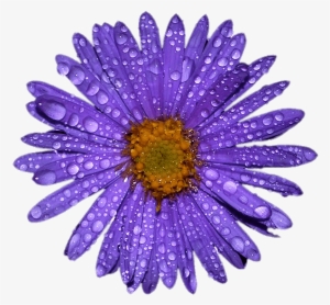 Purple Aster With Water Droplets On Leaves - The Anderson's Sunflower Farm