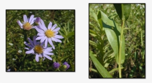 Smooth Blue Aster - Leaf