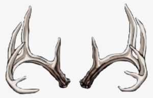 Report Abuse - Draw A Deer Skull