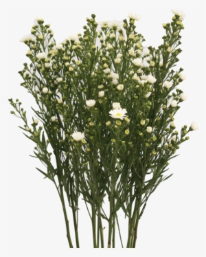 Aster White - Balloon Flower