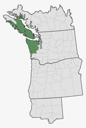 Aster Paucicapitatus - Pacific Northwest