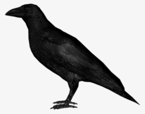 Crow Png Image - Png Image Of Crow