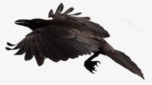 Crow Free Png Transparent Background Images Free Download - Crow Transparent Fly