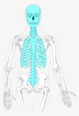 Axial Skeleton Diagram Blank - Axial Skeleton Diagram