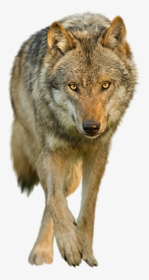 Download Wolf Png Transparent Images Transparent Backgrounds - Red Wolf No Background