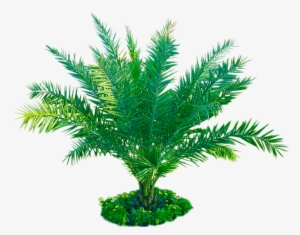 Free Download Palm Plant Png Image Transparent Background - Plants