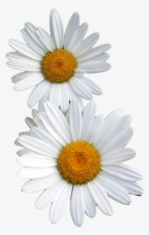 Transparent Other - Daisy Transparent