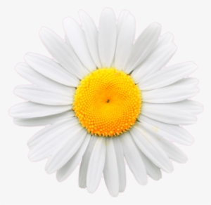 Daisy Flower Crown Tumblr Transparent - Daisy Png Transparent Background