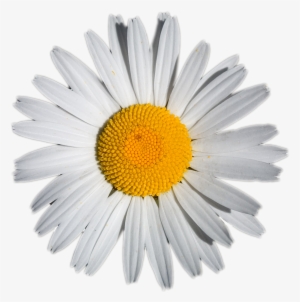 Daisy Png Tumblr Download