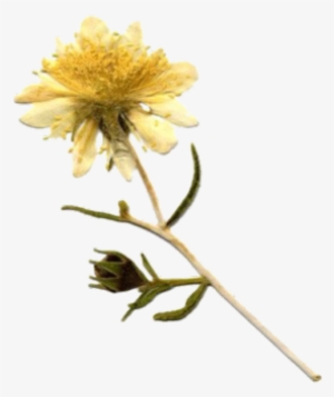 Moodboardpngs Tumblr - Chrysanths