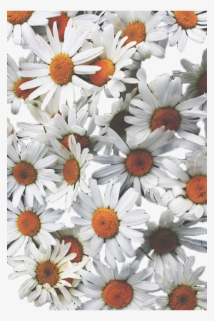 By Xylojw - Daisy Flowers Background