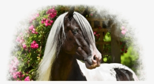 Gypsy Vanners - Gypsy Vanner Transparent