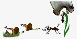 Enter Image Description Here - Dicrocoelium Dendriticum Life Cycle