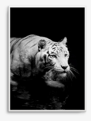 Tigre De Nuit - Art Print: Kjersti's White Tiger, 61x41in.