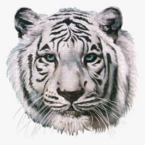 Tete De Tigre - White Tiger Head Hd