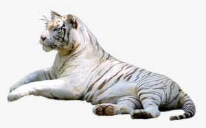 Tigre Blanc Png - Белый Тигр Пнг