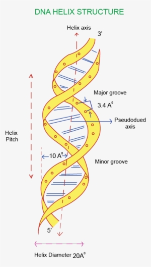 The Primary Structure Of Dna Is Simple Covalent Structure - Simple Secondary Structure Of Dna