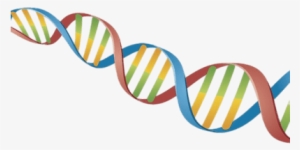 Dna String Coloured - Cadena De Adn Png